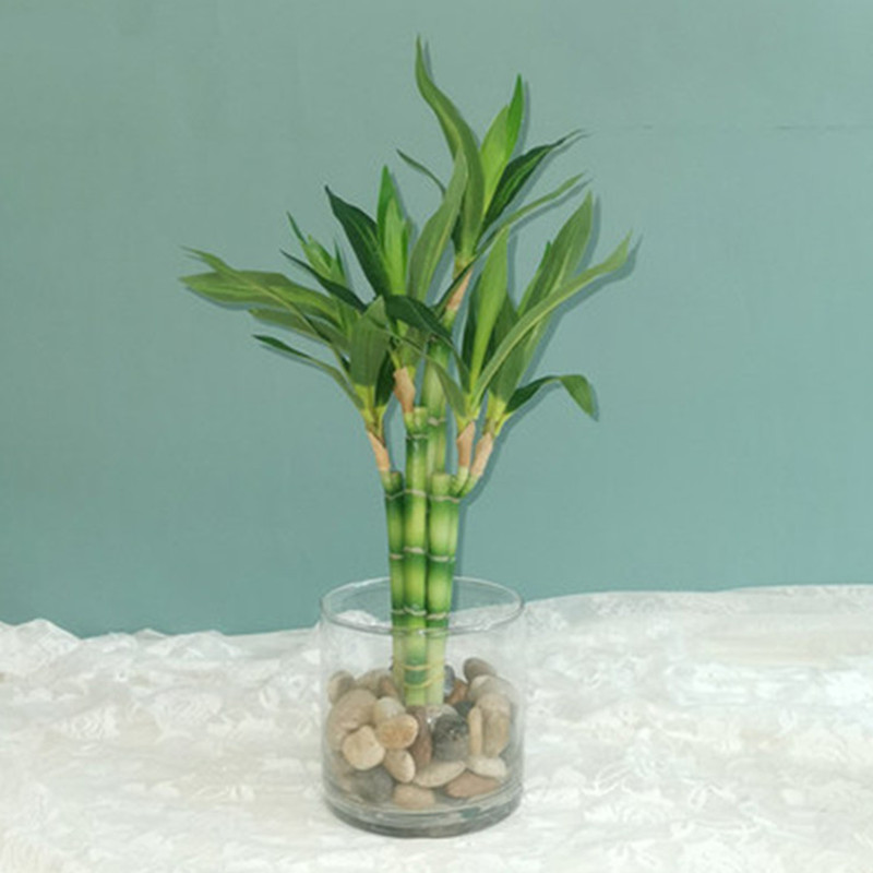 New 40cm Artificial Lucky Bamb - Aquarium Fish Buy 评论和价格