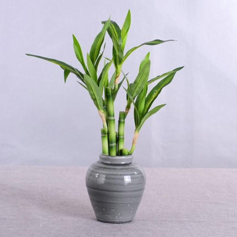 New 40cm Artificial Lucky Bamb - Aquarium Fish Buy 评论和价格