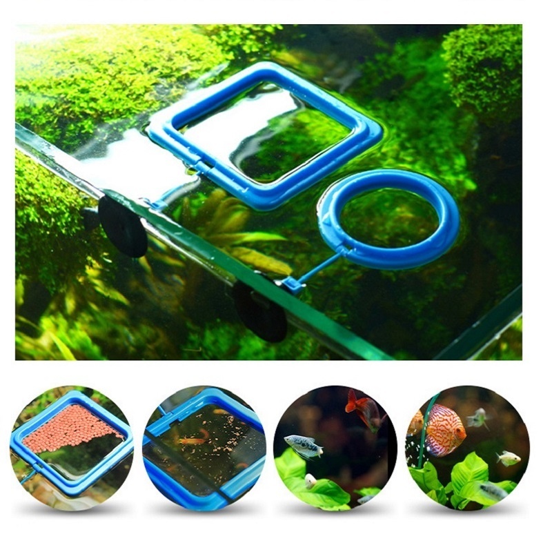 Fish Feeding Ring Feeder Fishi - Tetra Fish In Aquarium 评论和价格