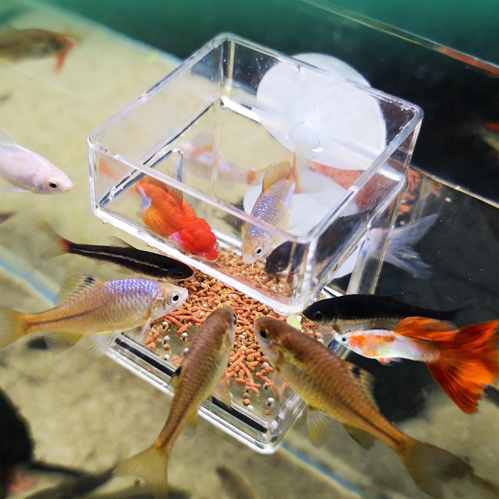 Aquarium Feeder Suction Cup Aq - Tetra Fish In Aquarium 评论和价格