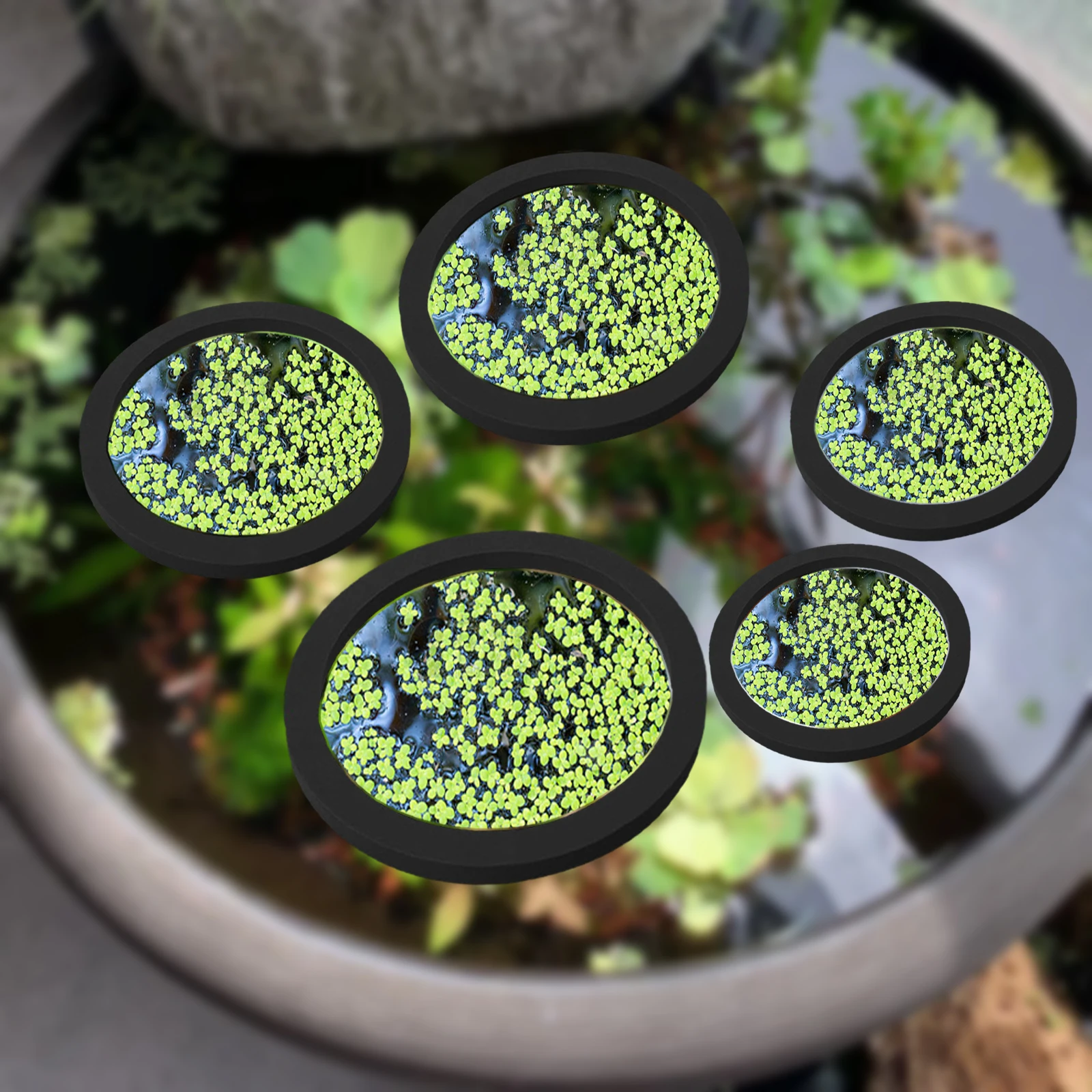 5Pcs EVA Fish Feeding Ring Aqu - Aquarium Fish Types 评论和价格