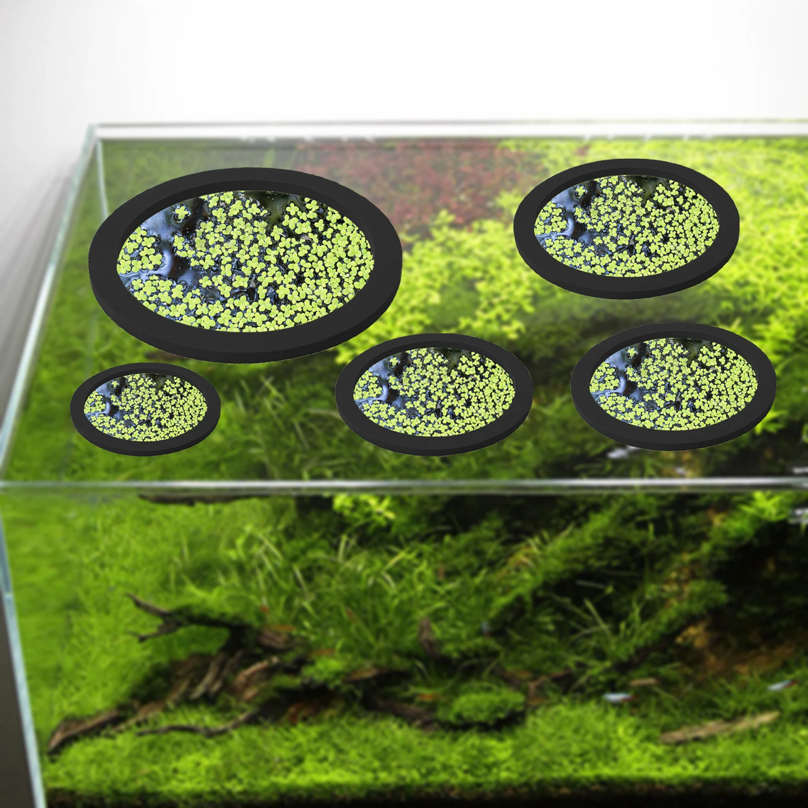 5Pcs EVA Fish Feeding Ring Aqu - Aquarium Fish Types 评论和价格
