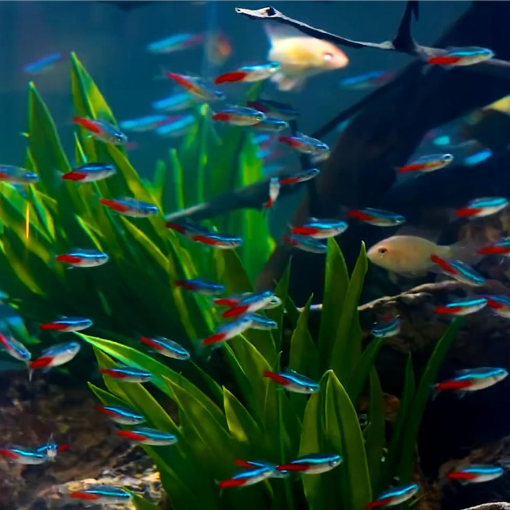 Freshwater Neon Tetra Fish (Si - Tetra Fish In Aquarium 评论和价格
