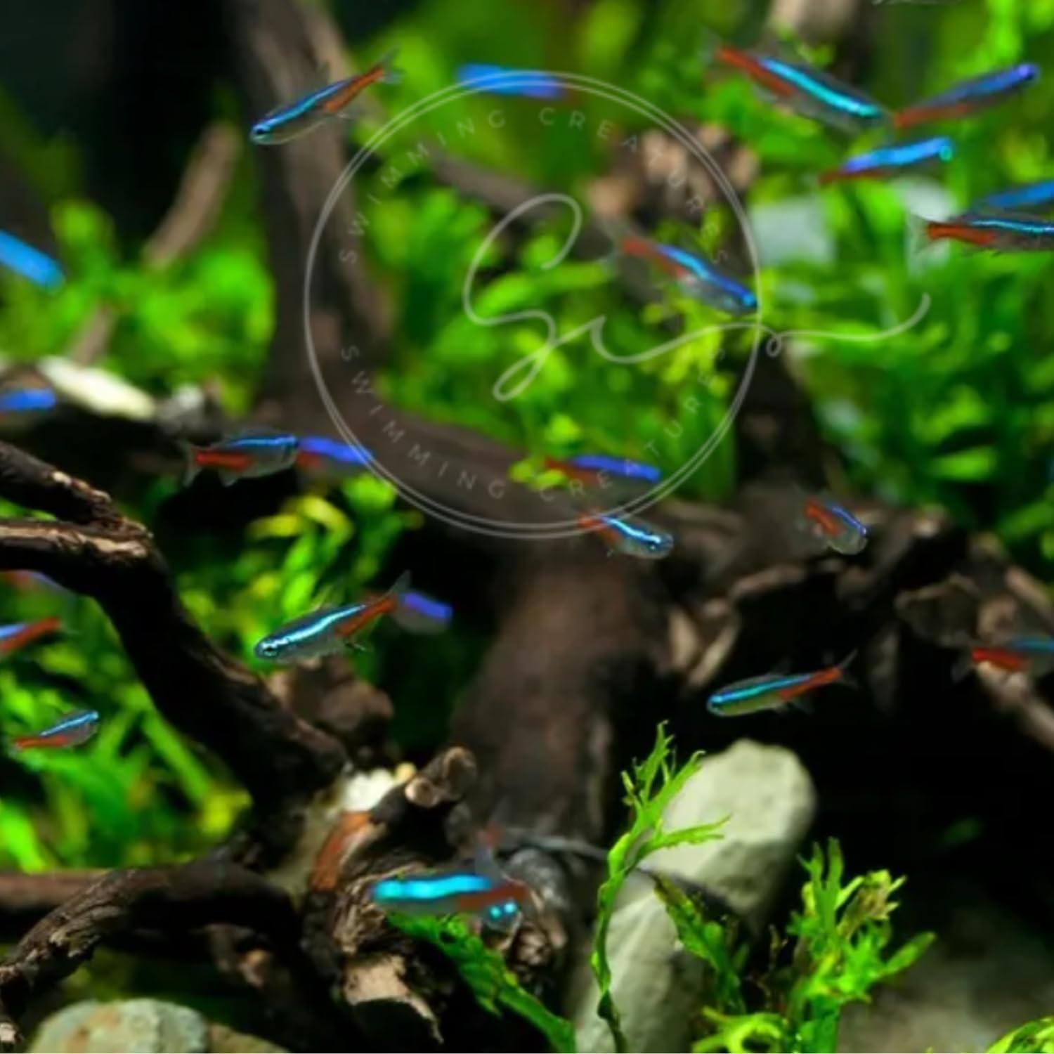 Neon Tetra Paracheirodon Innes - Tetra Fish In Aquarium 评论和价格
