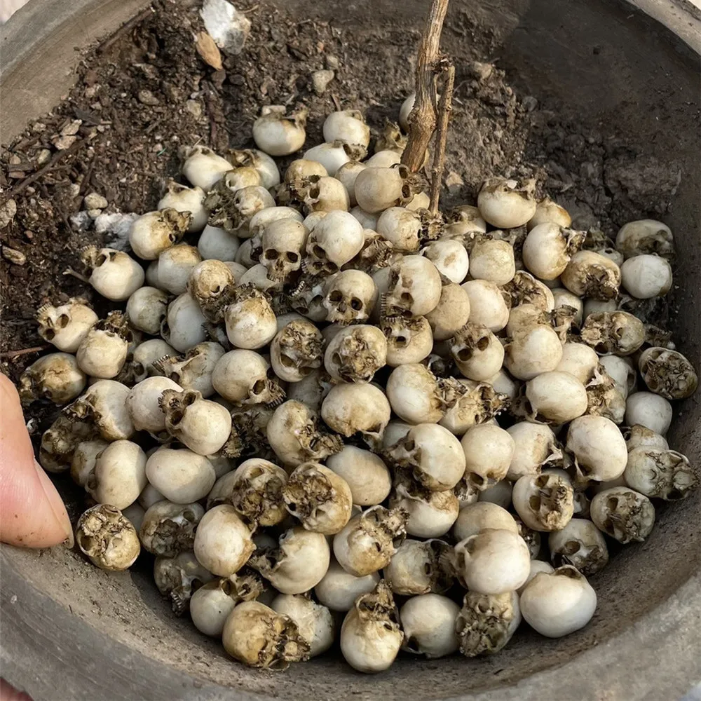 Mini Skull High Quality Miniat - Aquarium Fish Buy 评论和价格