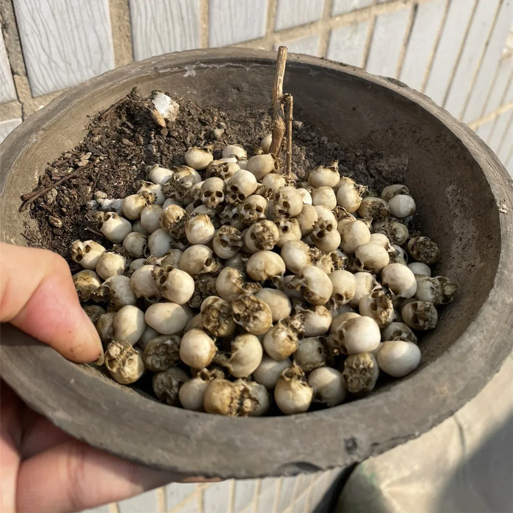 Mini Skull High Quality Miniat - Aquarium Fish Buy 评论和价格